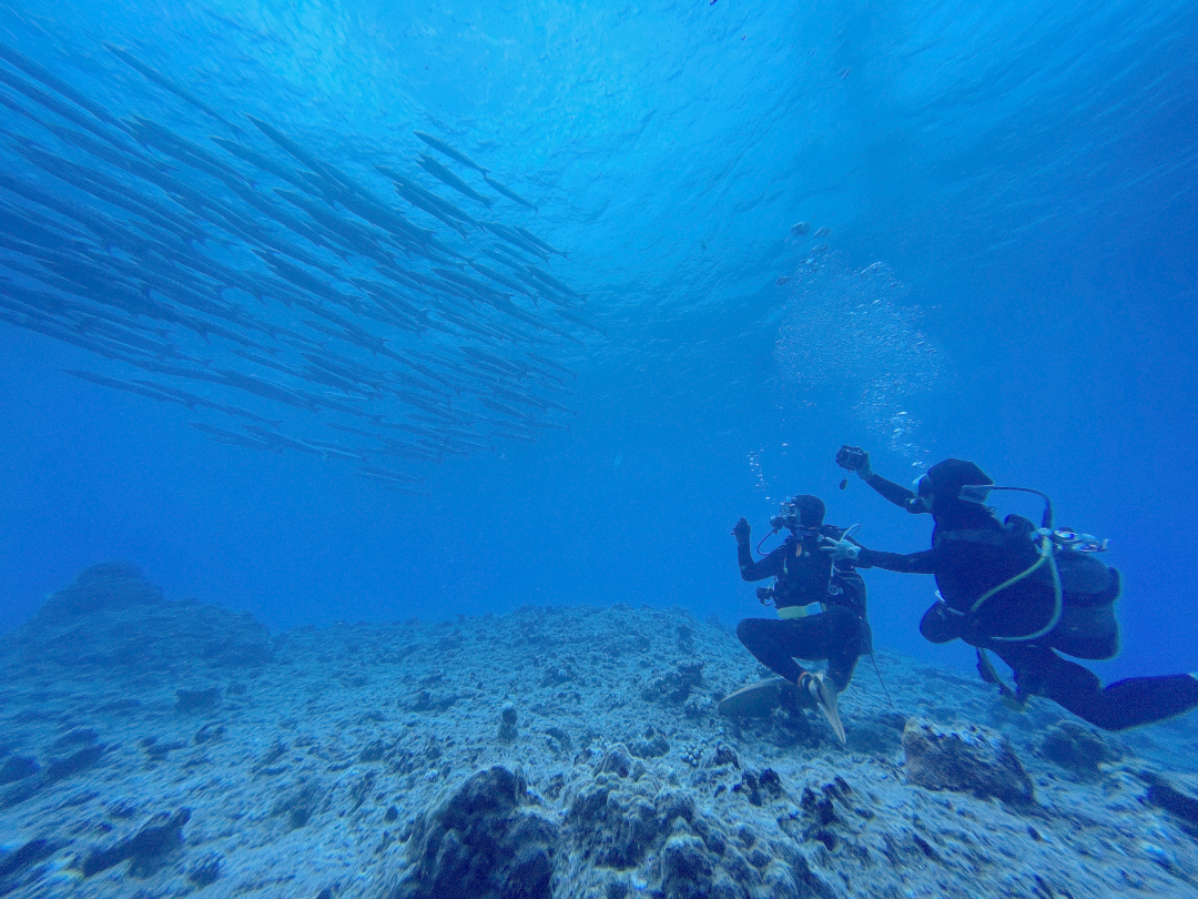 ダイバーと水中の魚群